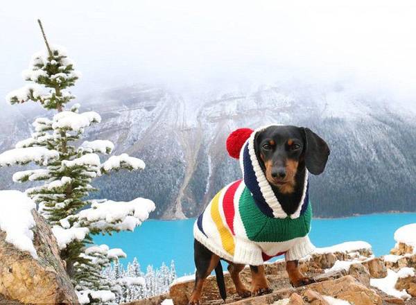 據(jù)英國(guó)《每日郵報(bào)》報(bào)道,加拿大7歲的臘腸犬克魯索是個(gè)網(wǎng)紅,它在“臉譜”交友網(wǎng)站上有140萬(wàn)名粉絲。