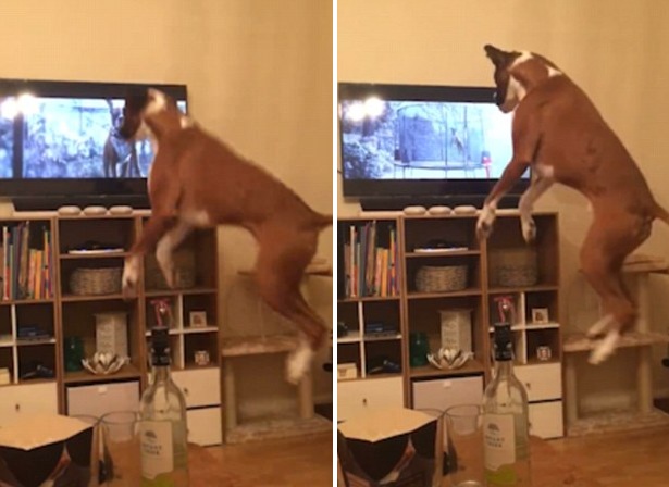 倫敦百貨商店圣誕廣告捧紅天才體操狗引圍觀 倫敦百貨商店圣誕廣告捧紅天才體操狗引圍觀