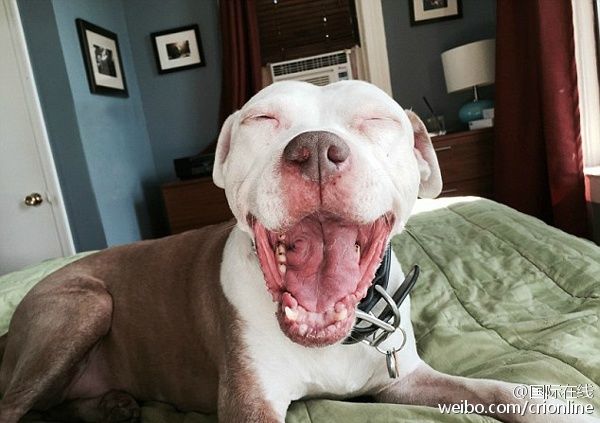 ��(j��)Ӣ����ÿ���]��(b��o)����(b��o)�������գ�����һ�������̶�(Jon Bozak)�������ڽ��ϓ쵽һֻ���˹��������@ϲ���ǣ��@ֻ����Ȼ��(hu��)Ц���̶��ڹ�Ԣ�����Ľֵ��ϓ���@ֻ���˹������o��ȡ���顰���ֿˡ�����һ��Ҋ���@ֻ���r(sh��)���̶��Ԟ����c������ʧ�ˡ����ң����l(f��)�F(xi��n)����һ��(g��)�c����ͬ�ġ����x��������Ȼ��(hu��)Ц�����ǆ̶��㕺�r(sh��)�����I(l��ng)���˼ҡ�