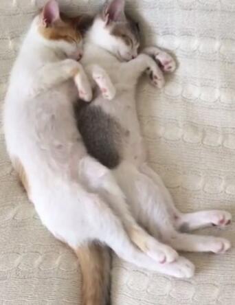 �p��̥؈���ñ����ſ�˯ �˄�ͬ��׌���ڻ���