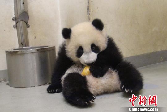 “圓仔”開放第四天園方發(fā)布“竹筍照”(圖)