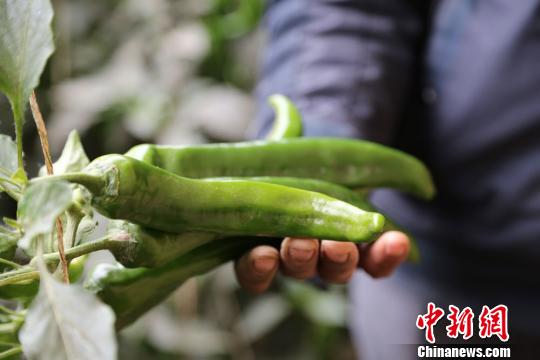 臺媒重走絲綢之路感知古老文化期待經濟重生 臺媒重走絲綢之路感知古老文化期待經濟重生