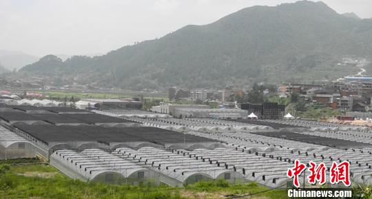 貴州苗鄉“嫁接”臺灣觀光農業入佳境 貴州苗鄉“嫁接”臺灣觀光農業入佳境