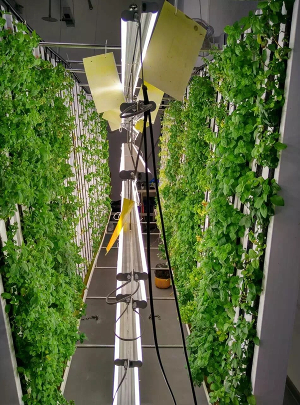 �����ܶ��҃�(n��i)ֱ���Nֲ�r(n��ng)��(ch��ng)