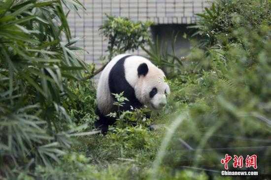 贈臺大熊貓團團現“鬼剃頭”? 動物園:沒禿 贈臺大熊貓團團現“鬼剃頭”? 動物園:沒禿