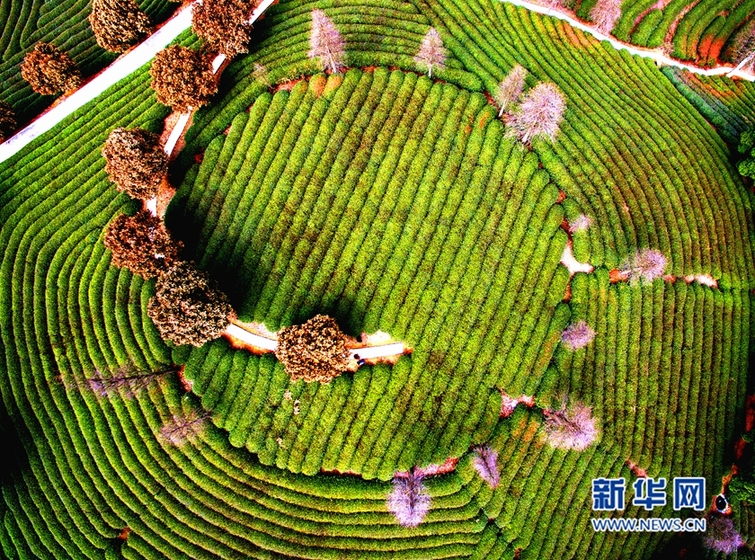 ���ĸ�������ǧ����@ �紺�����箋��