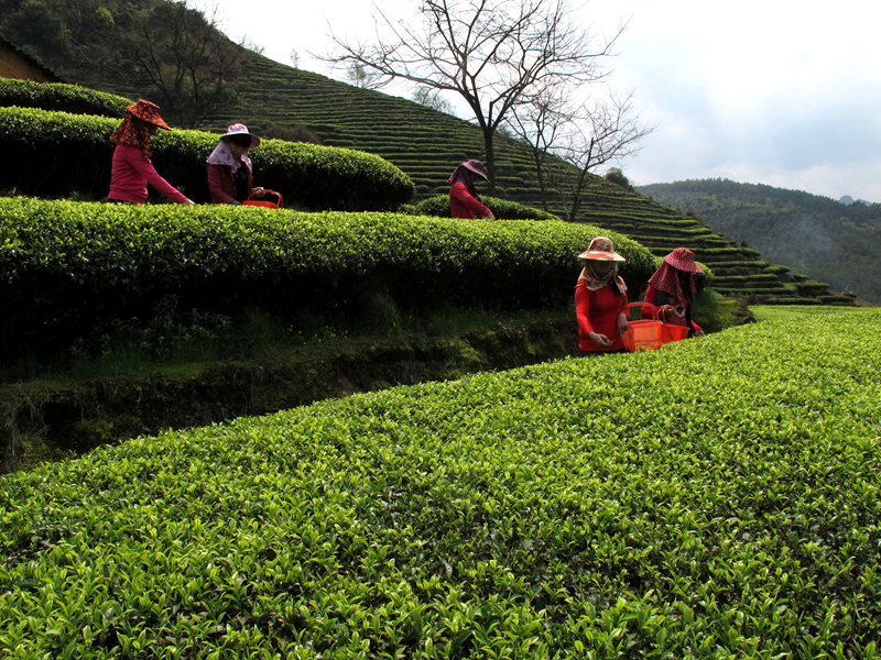 ��������@�L(f��ng)�� ��@��ɫ�뮋��