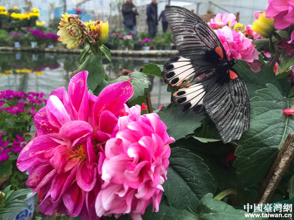 ȫ���W�jý�w���M�Ї���ؚ��һ�塪��������Ϫ�����Ї��_���Wӛ�� ���� �z��