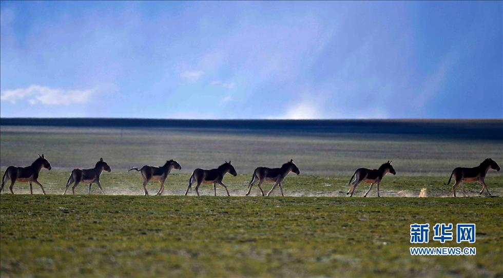 ����Ǽ����ԭ��Ұ������ġ����á�