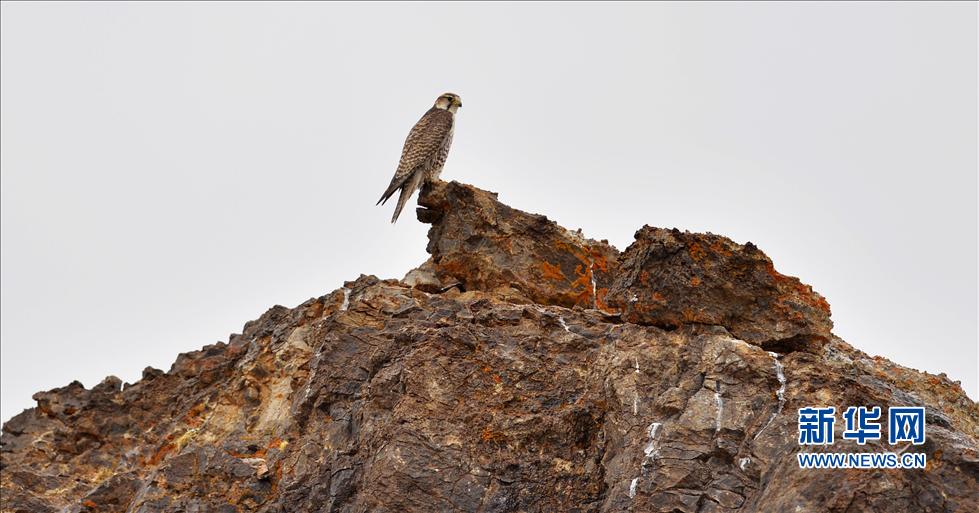 ����Ǽ����ԭ��Ұ������ġ����á�