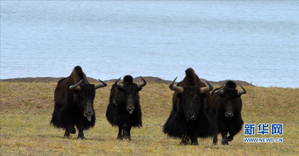 ����Ǽ����ԭ��Ұ������ġ����á�