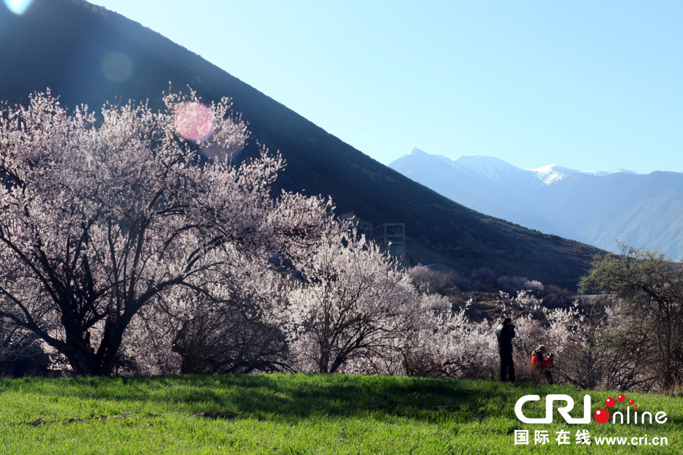 ������֥��̽�L��(m��ng)�е��һ�Դ