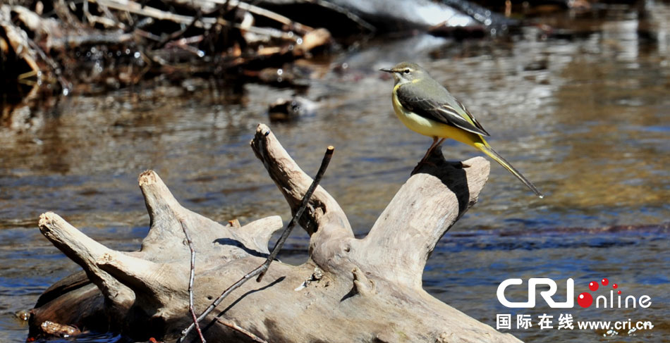 ӛ���R�^����ɹŇ����������ջ��L(f��ng)���^(q��)